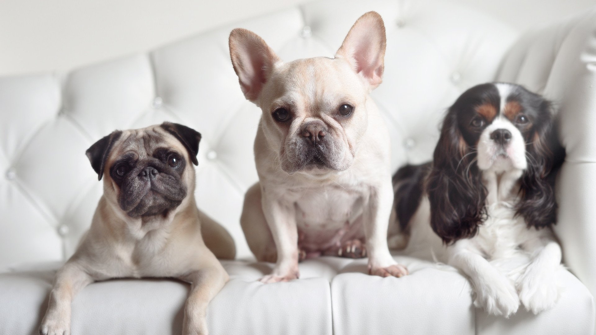 爱游戏官网-CBA常规赛收官广东稳居榜首，cba广东常规赛冠军