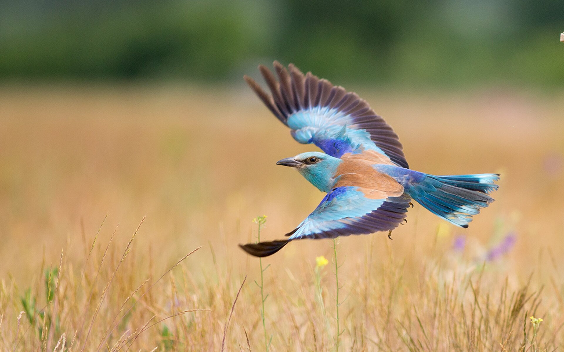 中国足球俱乐部社区青训项目成果显著，中国足球青训俱乐部排名