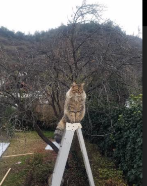 羽毛球青少年联赛闭幕总结成果，2021青少年羽毛球