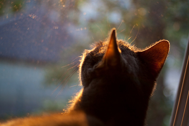 羽毛球青少年联赛闭幕总结成果,2021青少年羽毛球