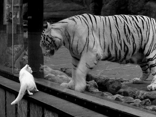 爱游戏app下载-跳水技术提升摩纳哥得分稳定，摩洛哥跳水