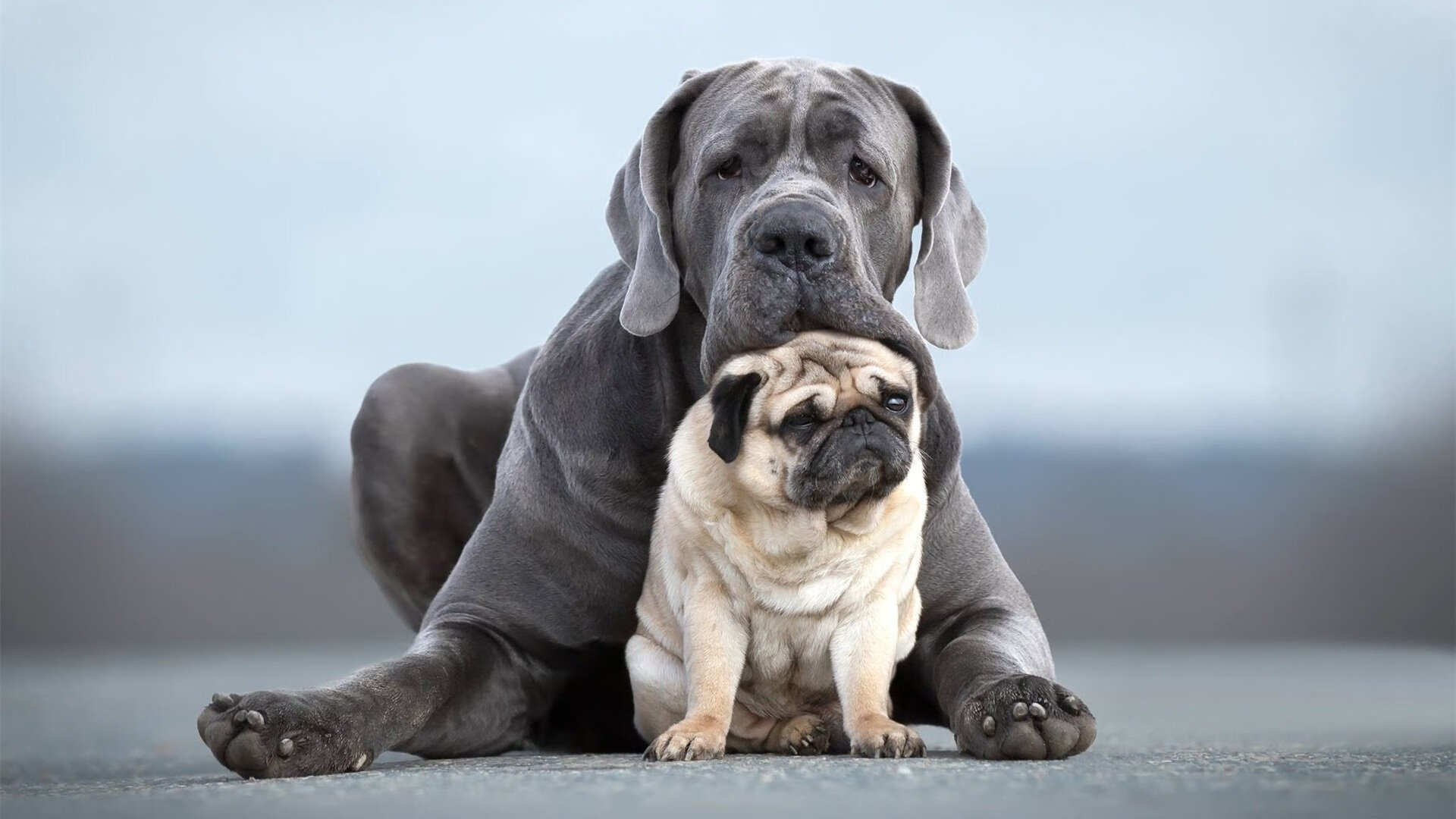 爱游戏-高尔凭借精准的判断力，成为袋鼠队反击时的重要发起者
