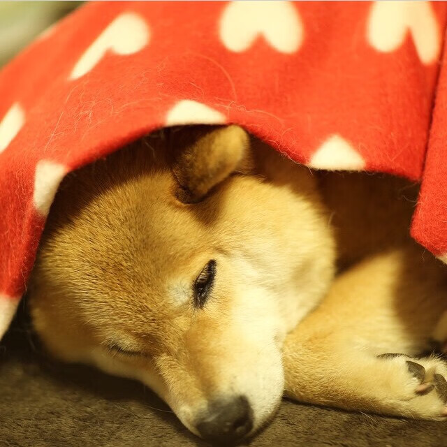 Davis 赛场冷静领导力无可替代